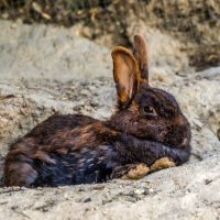 ПОЗДРАВЛЯЮ ВСЕХ С НАСТУПИВШИМ ГОДОМ КРОЛИКА :: Игорь Сикорский