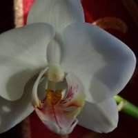орхидея в близи! :: Anna-Sabina Anna-Sabina