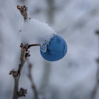 Ягода тёрна :: Фёдор. Лашков