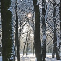 Зимний контражур в Александровском саду перед Исаакиевским собором :: Стальбаум Юрий 