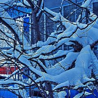 Снежные узоры на ветвях! :: Владимир 