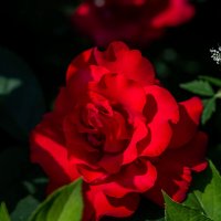 Роза в тени :: Николай Гирш