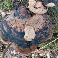 древесные грибы :: Heinz Thorns