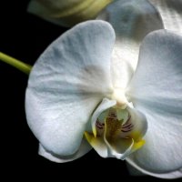 Орхидея :: ВАЛЕРИЙ 