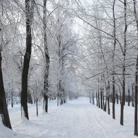 Зимняя аллея. :: Нина Сироткина 