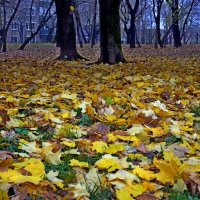 Осень в городе :: Игорь Белоногов