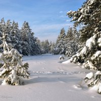 Снег на сосенках :: Василий Колобзаров