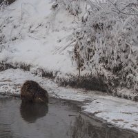 Житель Речки Лихоборки :: юрий поляков