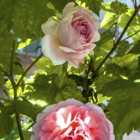 Мир  цветов,розы  в нашем палисаде :: Валентин Семчишин