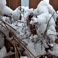 зима первый снег :: Алена Белинская
