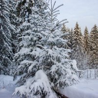 Прогулка в зимний лес :: Александр Гладких