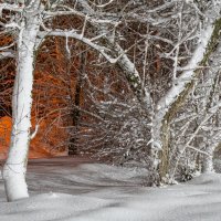 Зимний ночной пейзаж - деревья в снегу и сияющие уличные фонари :: Руслан Лесков