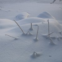 Ёжик под снегом :: Ольга 