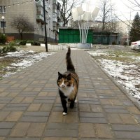 Кошка гуляющая сама по себе :: Татьяна Смоляниченко