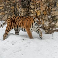 Прогулка тигра (2) :: Александр Запылёнов