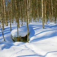 Февраль..Важный пень и весна света! :: Владимир 