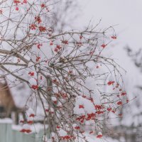 Рябина в декабре :: Юлия Зайцева