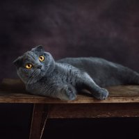 Портрет кошки :: Екатерина Леонова