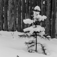 Ёлочка в снегу :: Юлия Зайцева