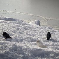 Голуби в снегу :: Игорь Протасов