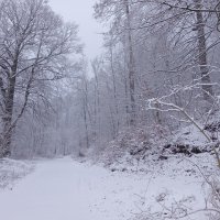 Прогулка со снегом :: Heinz Thorns