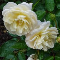 Сентябрьские розы после дождя :: Лидия Бусурина