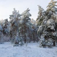 Седая зима :: Александр Синдерёв