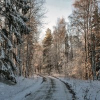 В зимнем лесу :: Alexandеr P