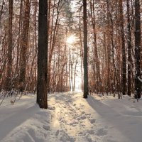 На зимних прогулках :: Андрей Заломленков (настоящий) 