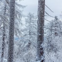 Зимний лес на перевале. :: Алексей Трухин
