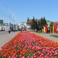 Тюльпаны :: Boris Zhukovskiy