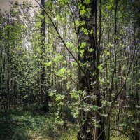 В лесу :: Павел Котов