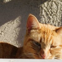 Кошка - дремлет в лучах утреннего солнца. :: Валерьян Запорожченко