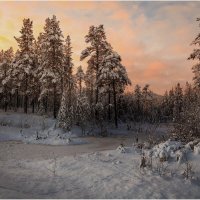 В зимнем лесу... :: Владимир Чикота 