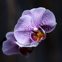 орхидея :: Zinovi Seniak