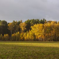 Осенний лес. :: Alexandr Gunin