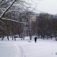 По первому снегу :: Galina Solovova