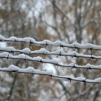 Колючий снег на колючей проволоке. :: Михаил Столяров