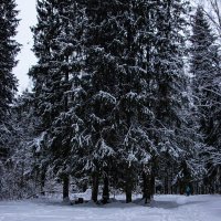 Дендропарк. Голубая куртка :: Александр Семенов