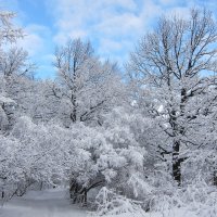 Зима-красавица! :: Алла Яшникова