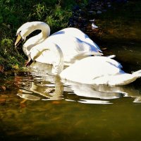 Лебеди на пруду :: Ольга (crim41evp)