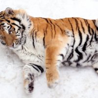 Снег :: Михаил Бибичков