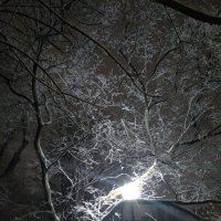 Снегопад вечерний :: Анна Воробьева