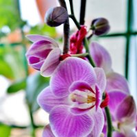 Моя красотка орхидея расцветает. :: Восковых Анна Васильевна 