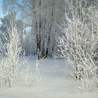 Морозный день в лесу :: Татьяна Лютаева