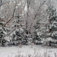 Первый снег :: Владимир Жуков