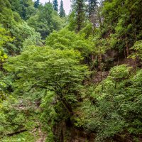 Гуамское ущелье. Краснодарский край. :: Дина Евсеева