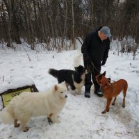 Большая семья очень  мирных собак :: Андрей Лукьянов
