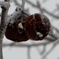 Замороженные яблоки :: Татьяна Смоляниченко