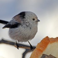 Москва. Битцевский лес. Ополовник или Длиннохвостая синица. :: Наташа *****